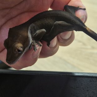 팬텀 챠콜 카푸치노