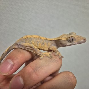 노멀 트라이
