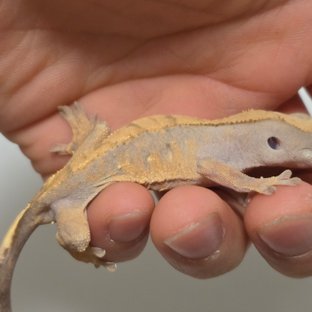 노멀 트라이 화이트스팟 텐저린