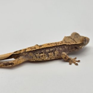 노멀 트라이 드리피