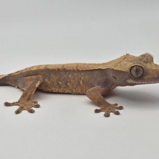 텐저린 트라이 익스트림할리퀸