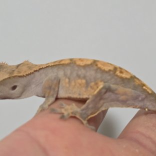 노멀 트라이 텐저린