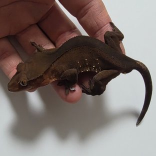 챠콜 화이트포트홀