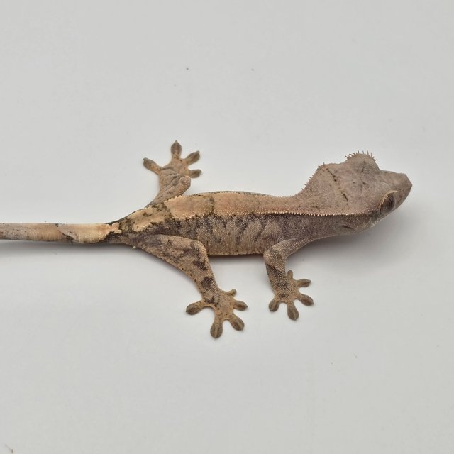 세이블 드리피 트라이