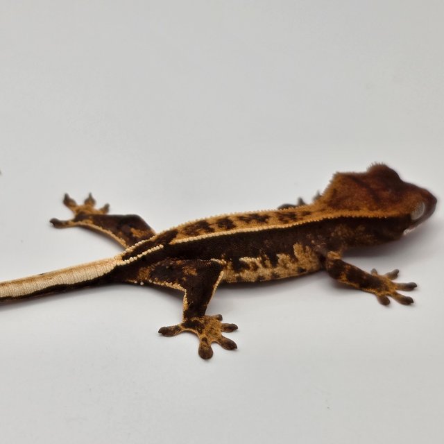 노멀 화이트스팟 다크 쿼드