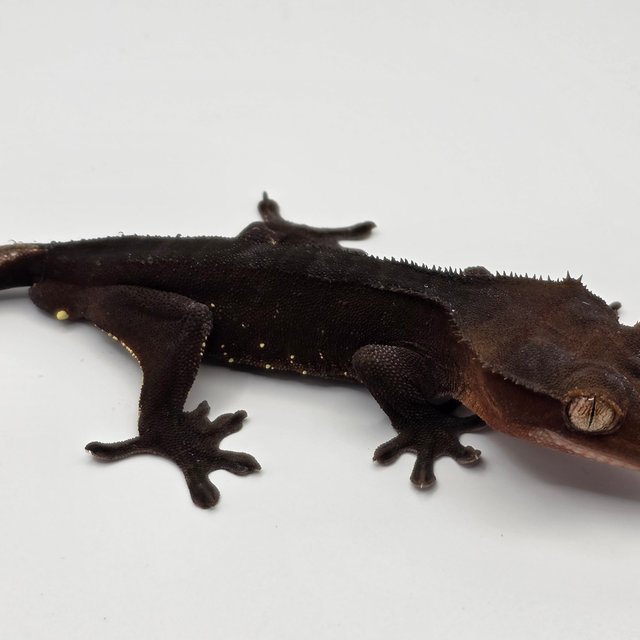 챠콜 화이트포트홀