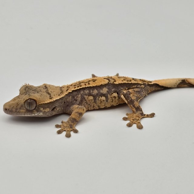 노멀 트라이 드리피