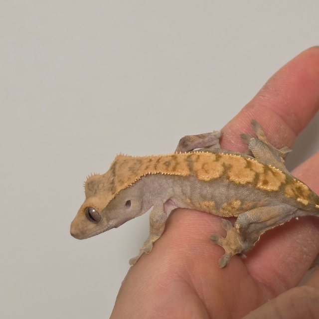 노멀 트라이 텐저린