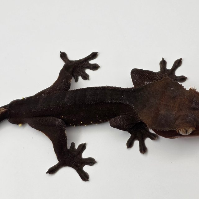 챠콜 화이트포트홀