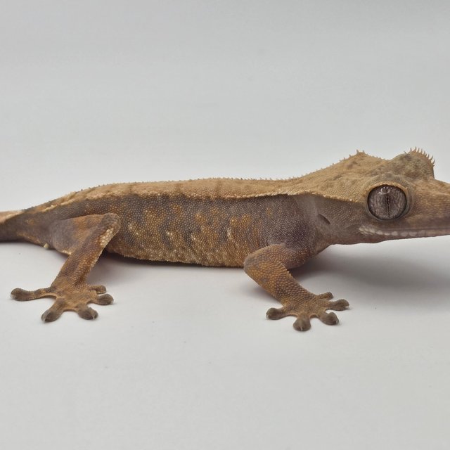 텐저린 트라이 익스트림할리퀸