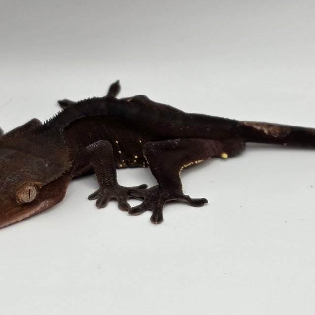 챠콜 화이트포트홀