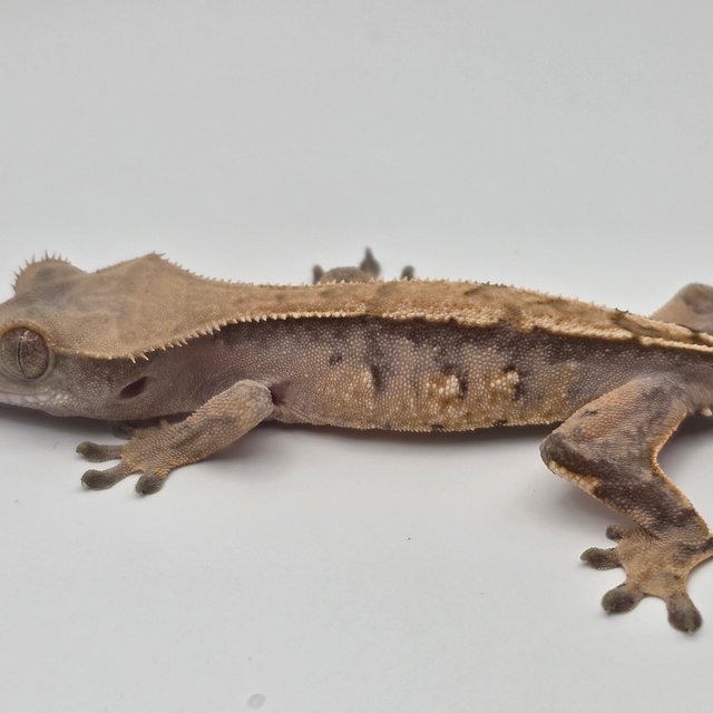 트라이 익스트림할리퀸