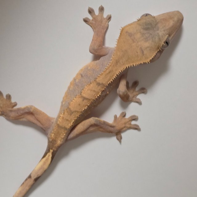 노멀 트라이 화이트스팟 텐저린