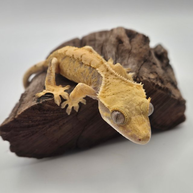 노멀 트라이 텐저린