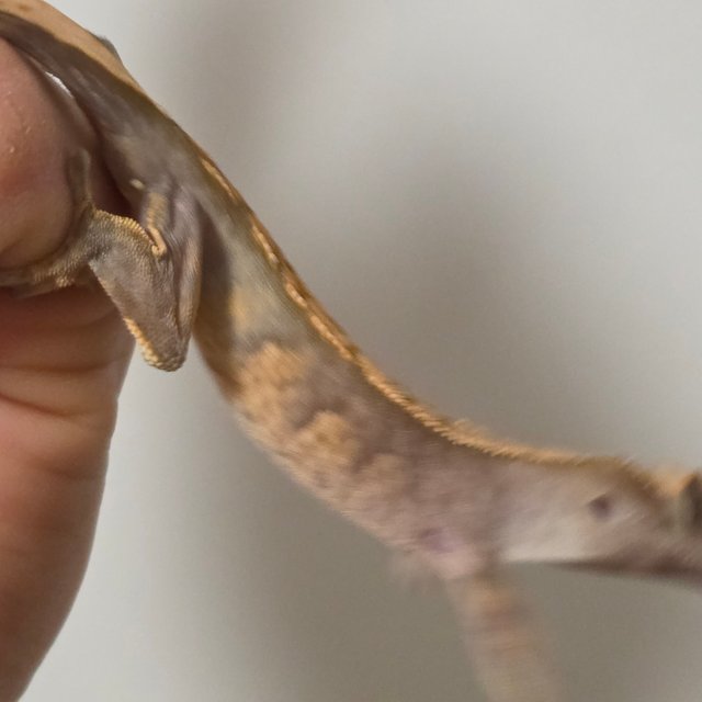 노멀 트라이 텐저린