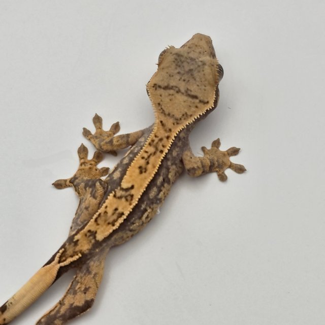 노멀 트라이 드리피