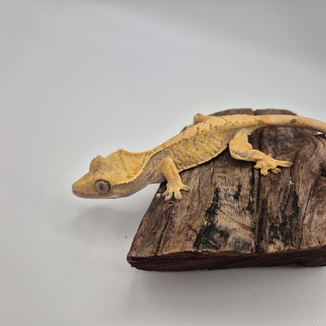 노멀 트라이 텐저린