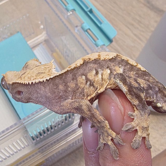 트라이 화이트스팟