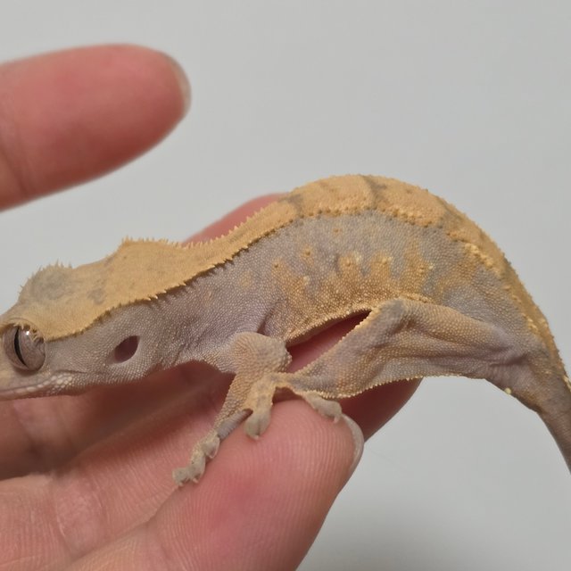 노멀 트라이 화이트스팟 텐저린