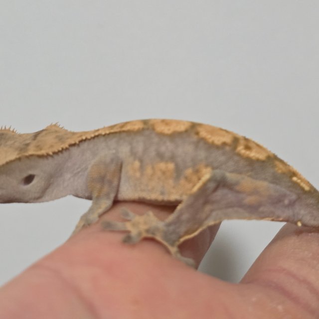 노멀 트라이 텐저린