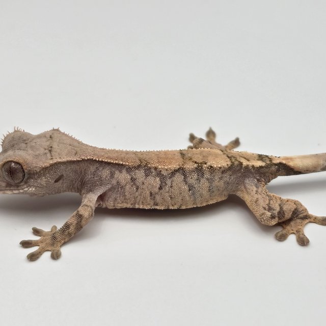 세이블 드리피 트라이