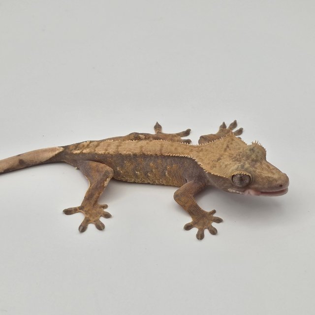 텐저린 트라이 익스트림할리퀸