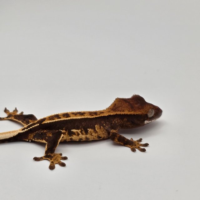 노멀 화이트스팟 다크 쿼드