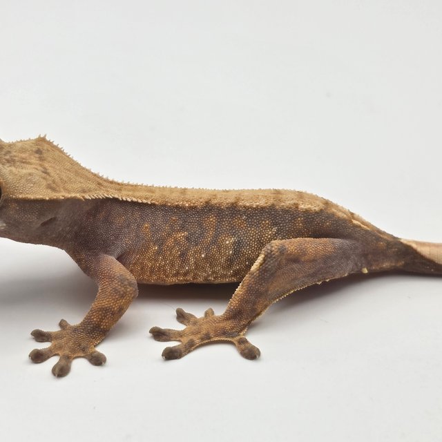 텐저린 트라이 익스트림할리퀸