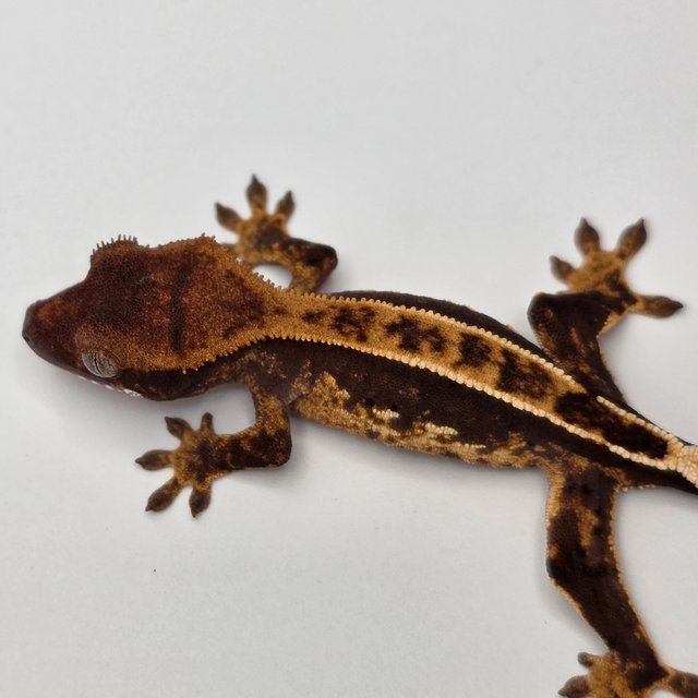 노멀 화이트스팟 다크 쿼드