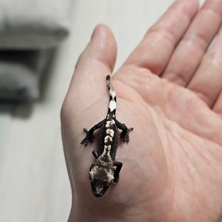 아잔틱 다크 화이트포트홀