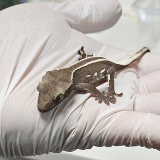 슈퍼스트라이프 아잔틱 풀핀