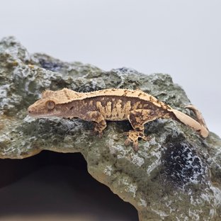 익스트림할리퀸