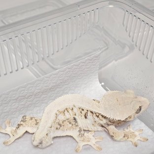 릴리화이트 솔리드백