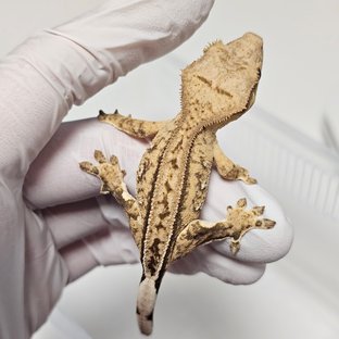 100%헷아잔틱 팬텀 슈퍼스트라이프