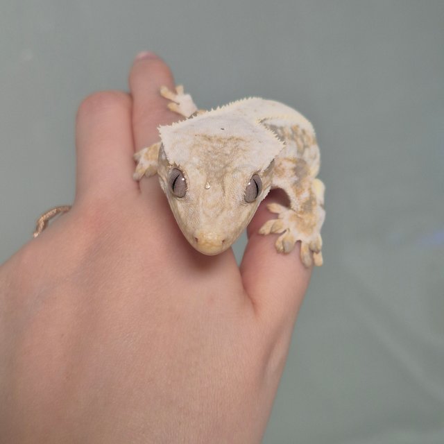 릴리100%헷아잔틱