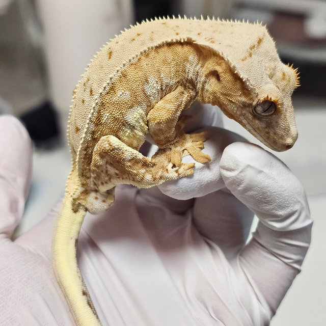 릴리100%헷아잔틱