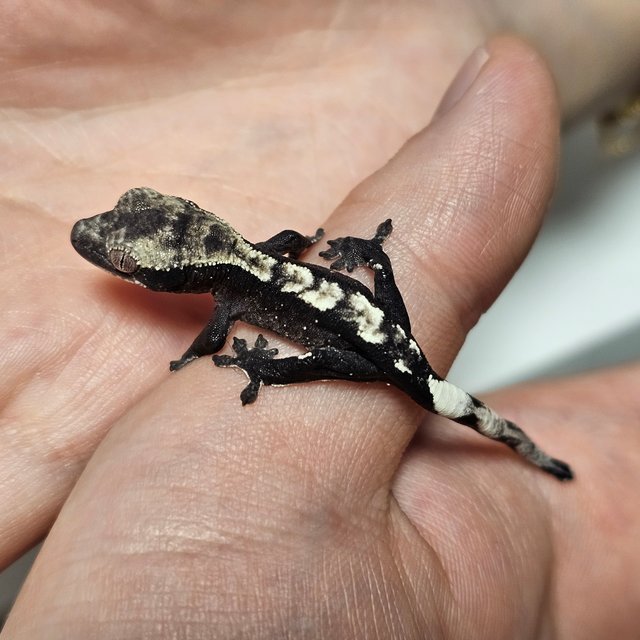 아잔틱 다크 화이트포트홀