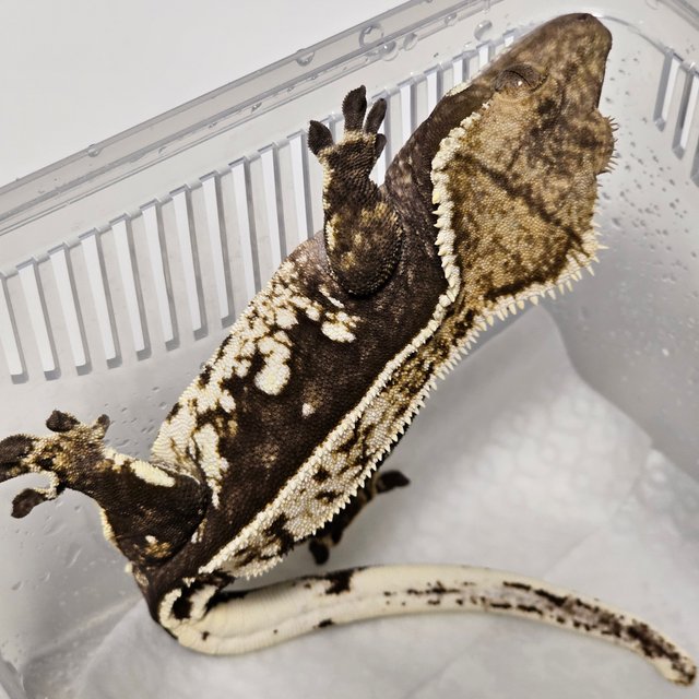 트라이 익스트림할리퀸 노멀 쿼드