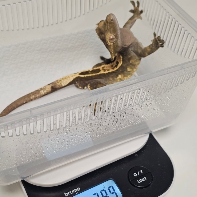 100%헷아잔틱 풀핀 다크