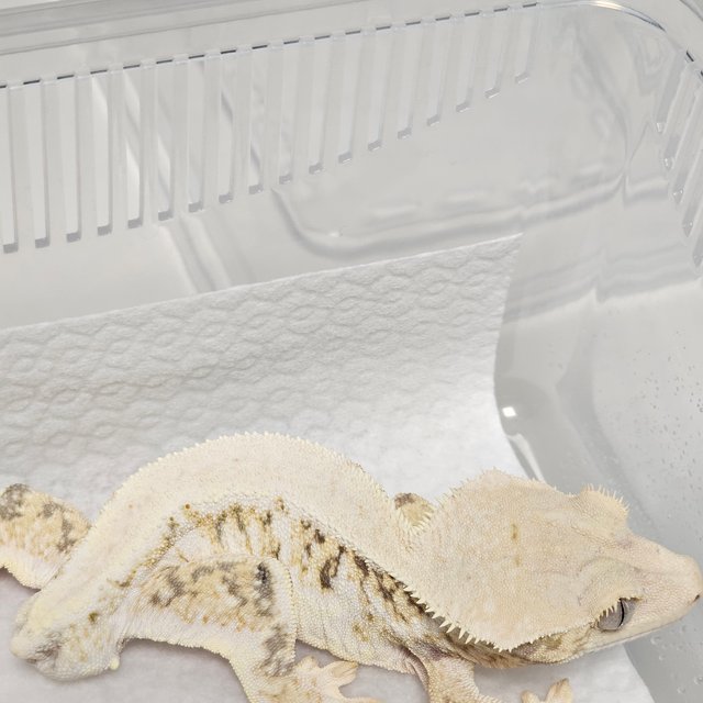 릴리화이트 솔리드백