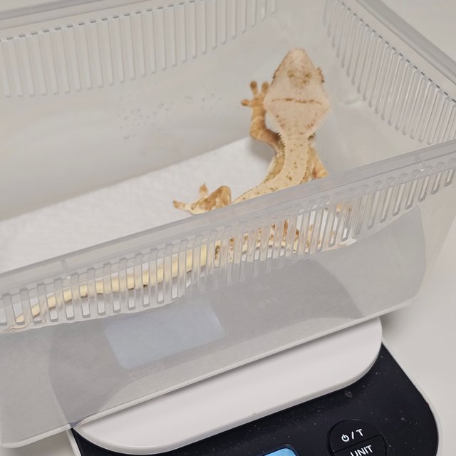 릴리100%헷아잔틱