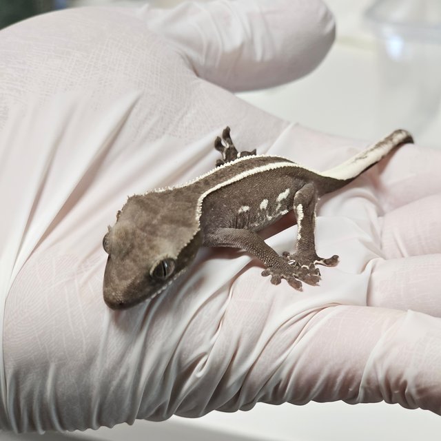 슈퍼스트라이프 아잔틱 풀핀