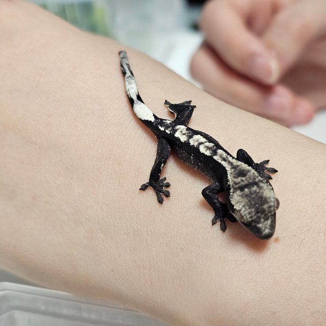 아잔틱 다크 화이트포트홀