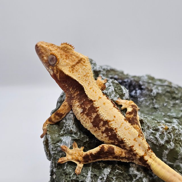 릴리100%헷아잔틱