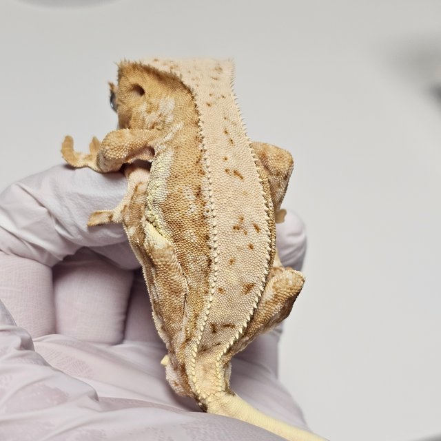 릴리100%헷아잔틱