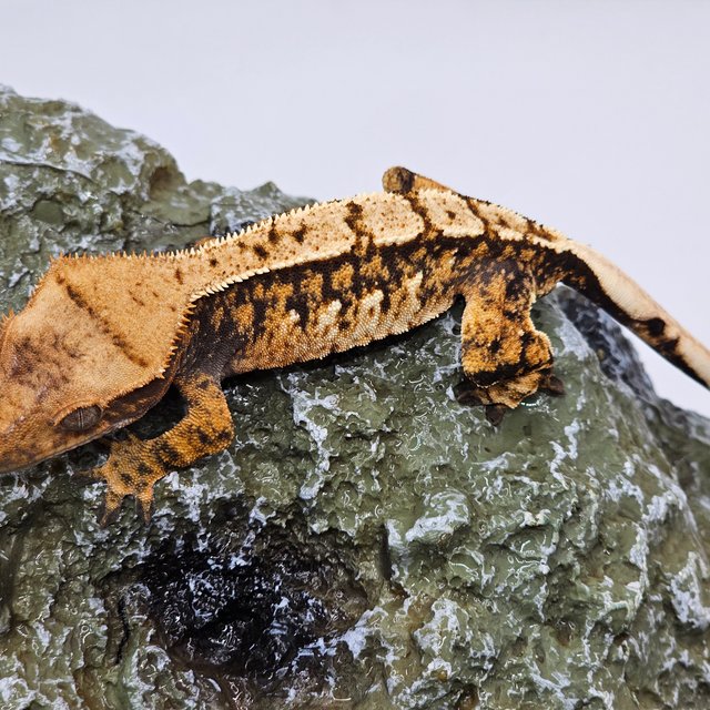 트라이 익스트림할리퀸 텐저린