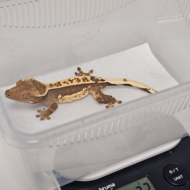 쿼드 핀스트라이프