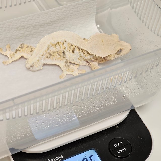 릴리화이트 솔리드백