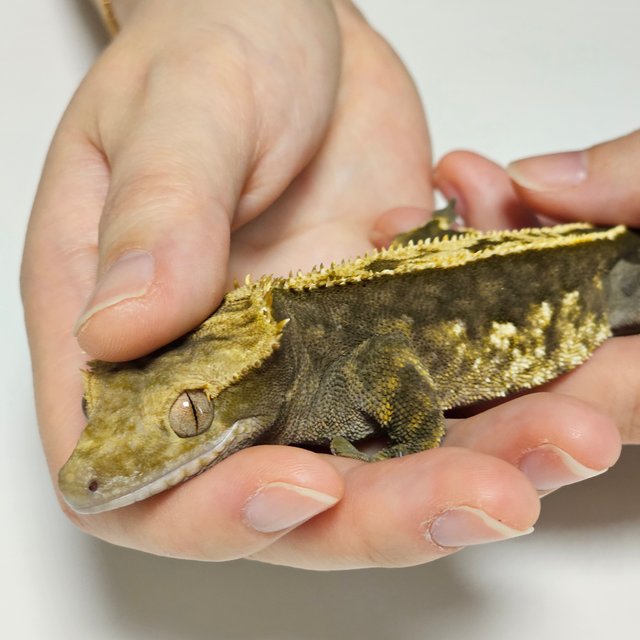 100%헷아잔틱 풀핀 다크