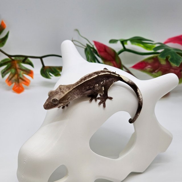 아잔틱 핀스트라이프